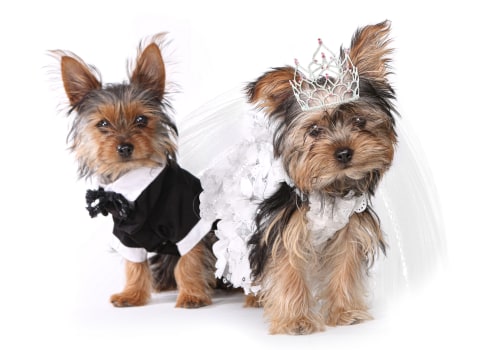 Incorporating Your Furry Friends into Your Wedding: Rules and Regulations in Washington DC